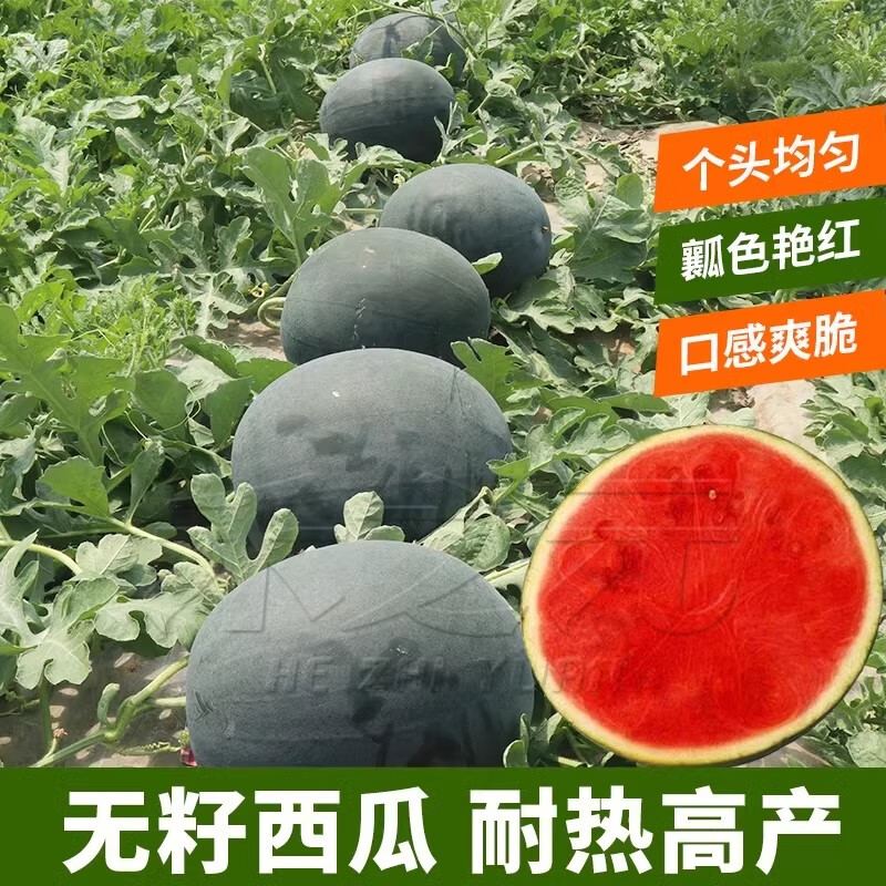 黑美人西瓜种子大果黑皮无籽西瓜种孑早熟8424四季水果懒汉瓜种籽 黑美人西瓜原装20粒X5袋