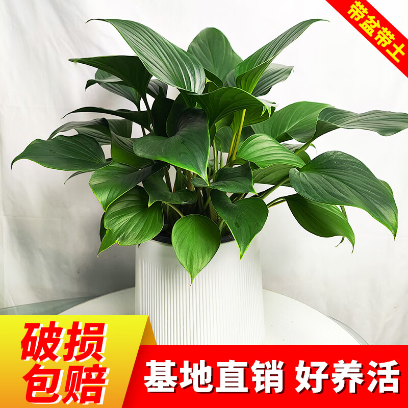 绿芙蓉绿植盆栽小盆景办公室内客厅阳台好养活花卉节日高档送礼