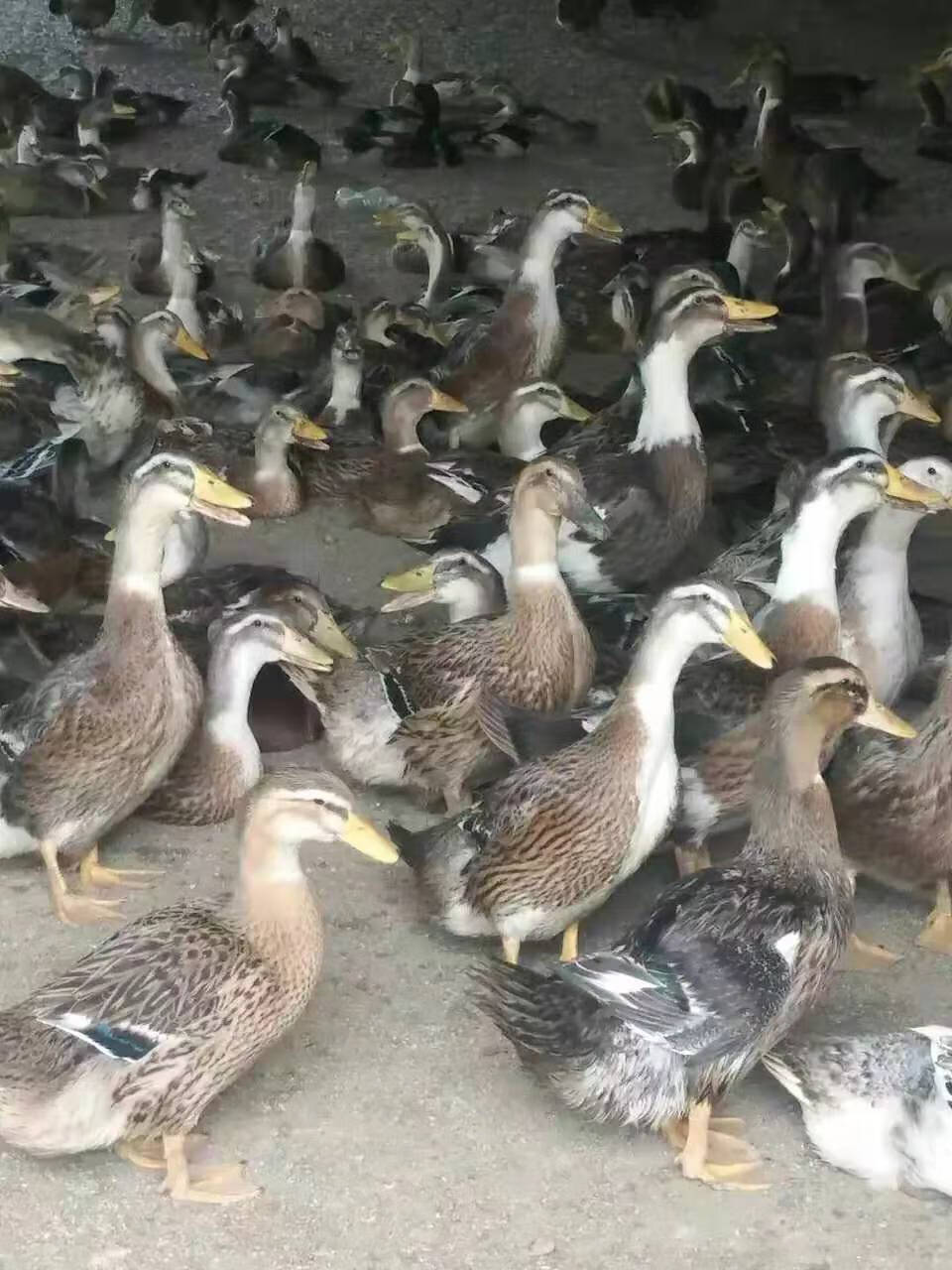 小鸭子活苗高产下蛋土鸭大种麻鸭青头鸭金锭鸭宠物黄鸭苗鸭苗 麻鸭苗1