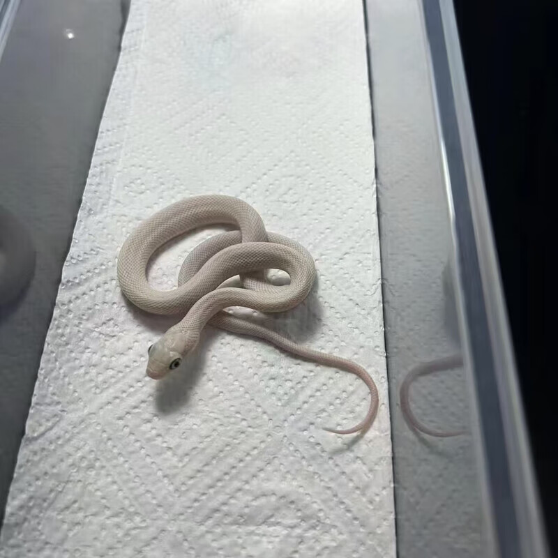 宠物蛇爬宠白娘凸眼活物幼体异宠真蛇安稳幼崽好养包活 入门级 白娘凸