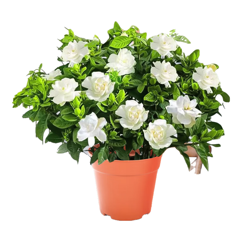 ���������ӻ�С��������Ũ�㻨����ֲͥԺ�ļ������ʻ�Դͷֱ��