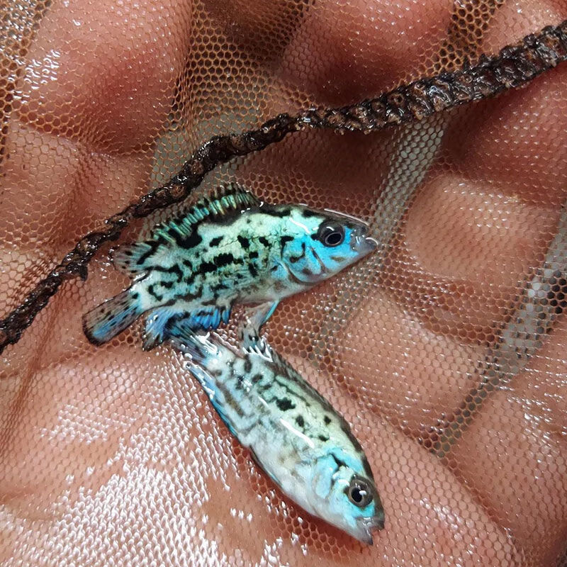 银河星钻鱼珍珠豹三湖慈鲷美洲短鲷热带观赏鱼七彩新手好养耐活鱼