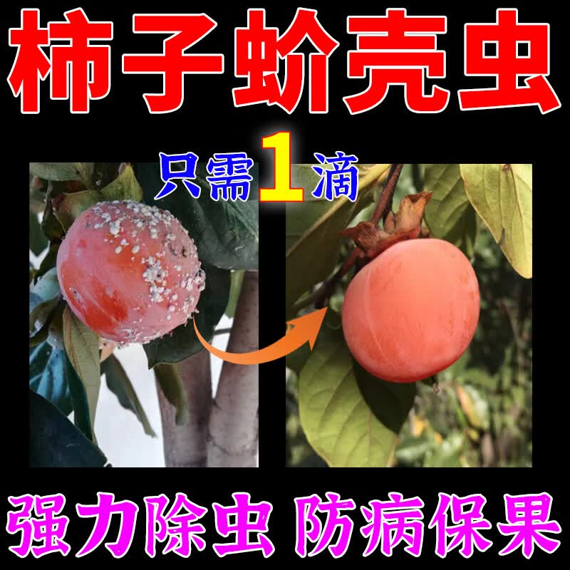 柿子树杀虫药蚧壳虫柿蒂绵蚧虫白粉虱蚜虫胭脂虫专用药果树虫害药 1瓶