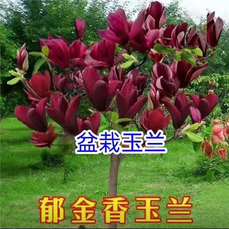 骏灏买1送2 玉兰花树苗四季开花庭院盆栽白紫广玉兰树苗矮化耐寒超矮