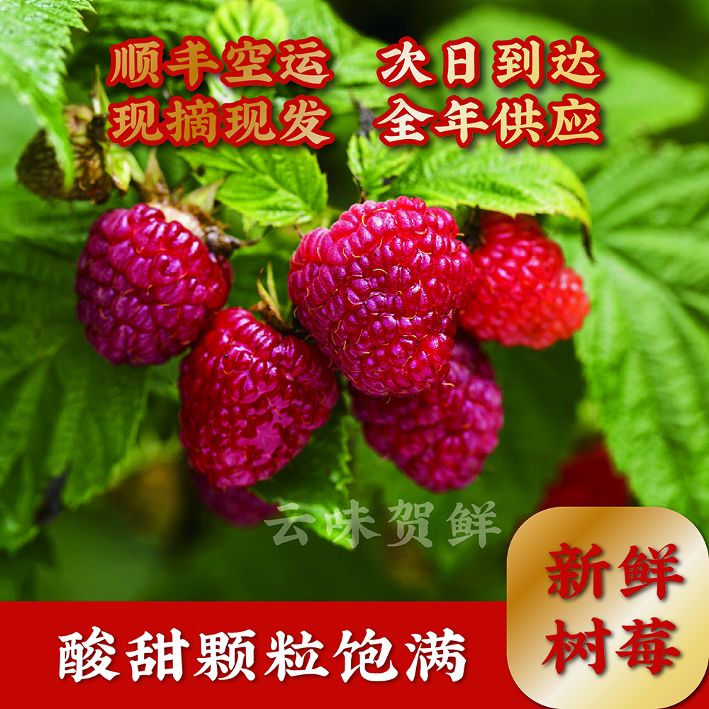 顺丰空运 新鲜红树莓带叶覆盆子新鲜水果酸甜可口独立包装礼盒 4盒装（500g） 125g/盒