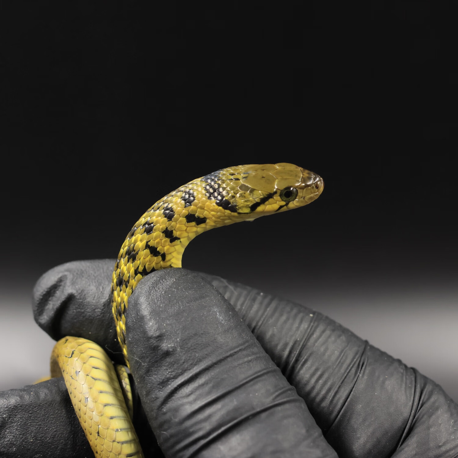 宠物蛇国产玉米蛇温顺宠物蛇 渔油 渔油苗吃鱼