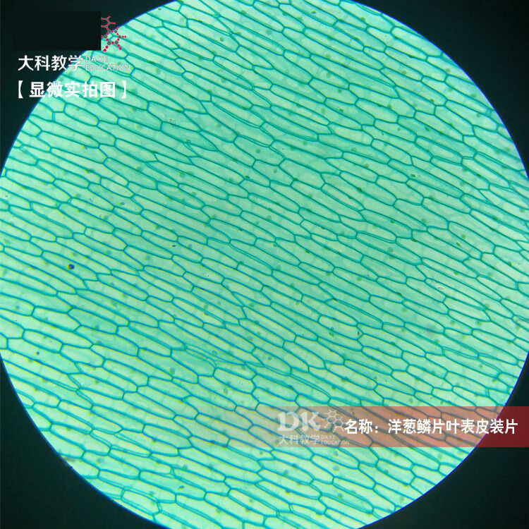 洋葱鳞片叶表皮细胞装片  10片/盒 显微玻片 科学标本 中小学