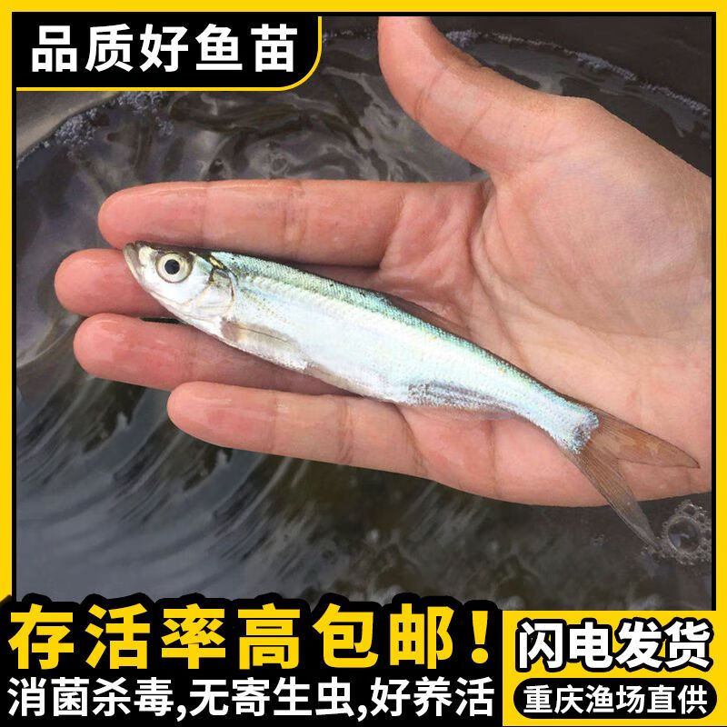 特大翘嘴鱼苗批发翘壳红鲌大白刁重庆本地好养冷淡水养殖包活包邮