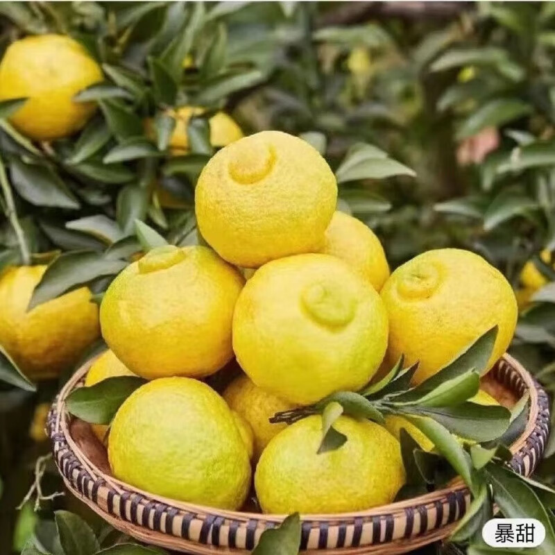 正宗湖南怀化黄金贡柚新鲜当季水果小柚子春香橘柚象山青10斤礼盒 10