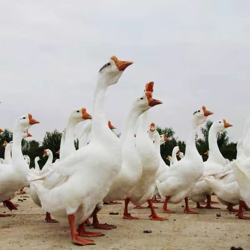 正宗大种白鹅苗产蛋王鹅苗三花鹅苗四季鹅苗皖西大白鹅五龙鹅苗 纯种