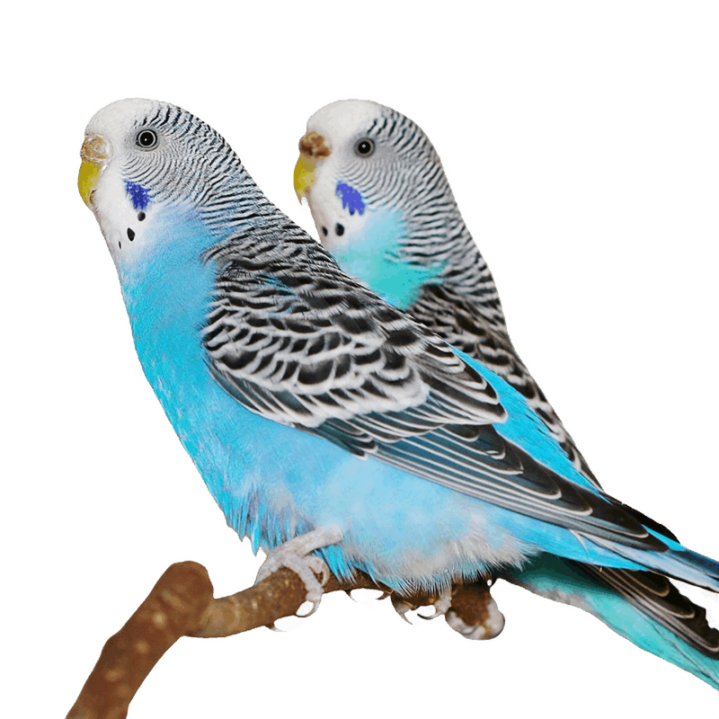 【泽彦宠物生活专营店】虎皮鹦鹉套餐-价格历史走势分析|看异宠活体历史价格网站