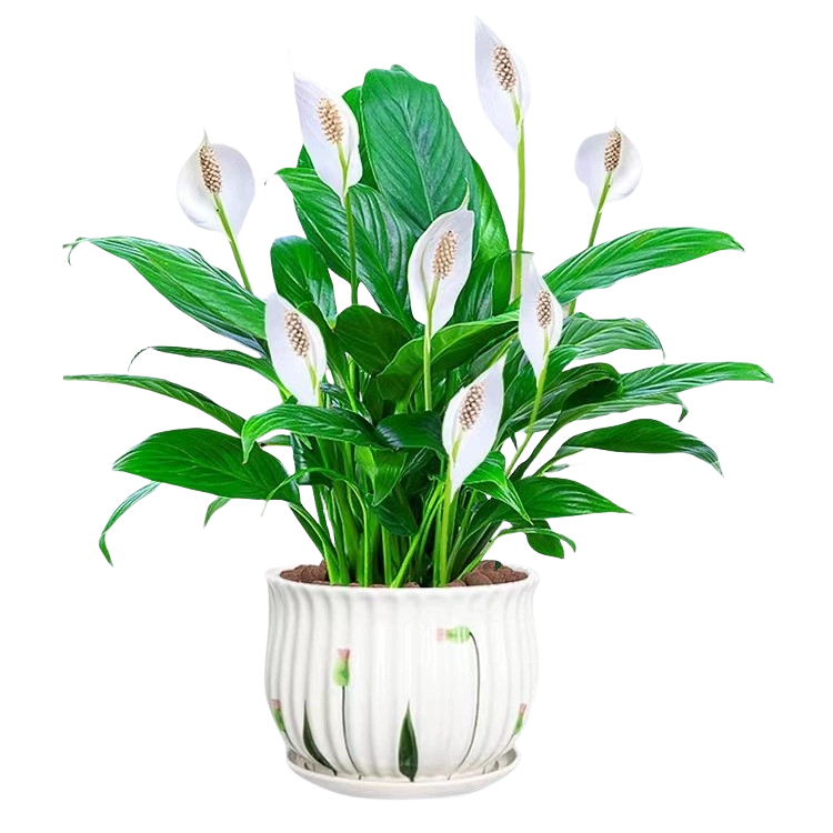 9.98Ԫ    �����������һ����˳����ˮ��ֲ�����ڻ���ֲ���Ʒ���������ȩ �������Ƽ����ؼ�����6-8�����+�簲��+Ӫ��Һ