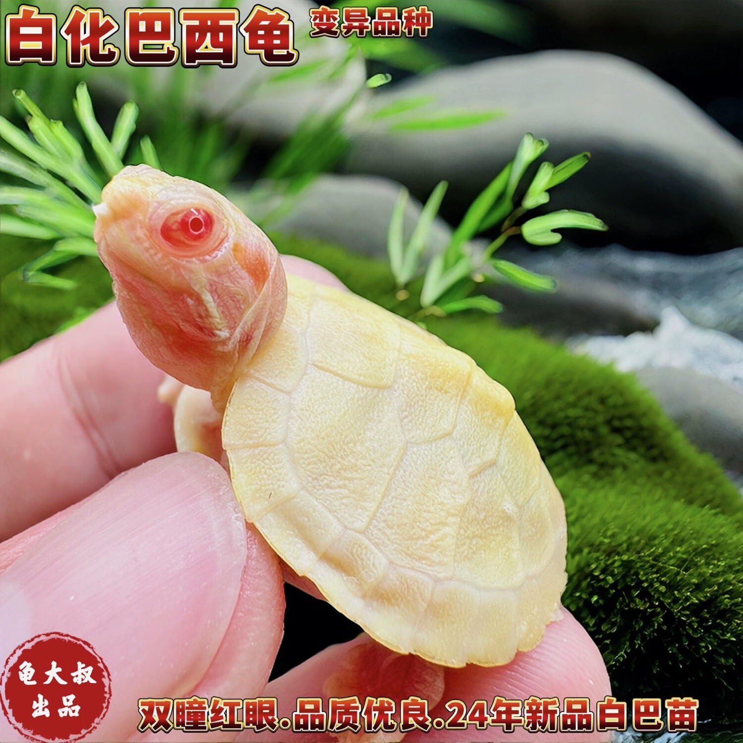 白巴西龟白化巴西红眼活体高级宠物变异西非安布圆澳龟黄头深水龟