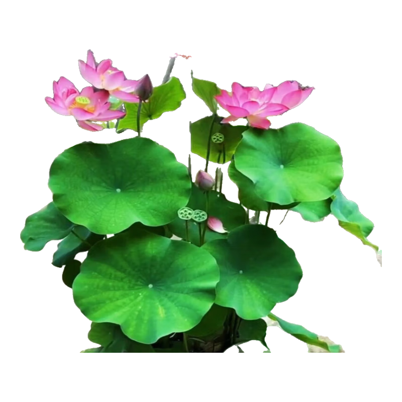 鼎曳荷花盆栽水養(yǎng)蓮藕種苗蓮花大型缸養(yǎng)荷花苗睡蓮水培植物碗蓮種根苗 隨機(jī)發(fā)貨10顆 不含盆