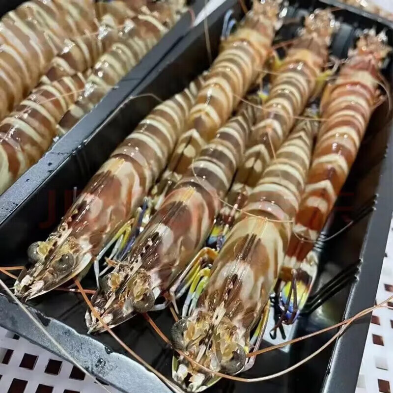 欧园侠【鲜活】斑节虾大基尾虾刺身海鲜水产现捕活虾 【鲜活】斑节虾