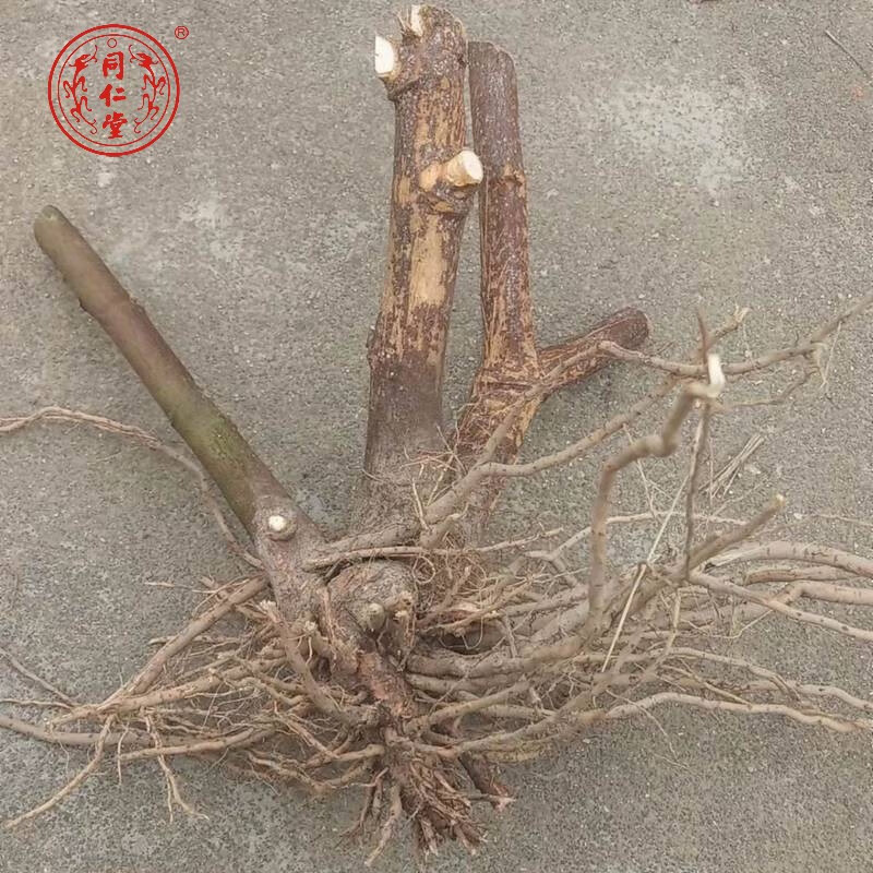 北京同仁堂正宗潮汕青草药白花虱母草虱母头虱子母干品纯根头 超值装