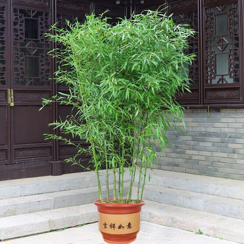 泰西丝青竹竹子苗庭院观赏植物绿化苗青竹苗 青竹苗1cm粗2棵(不含盆)