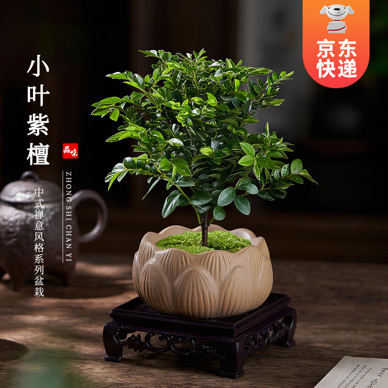 開時(shí)果 小葉紫檀盆栽桌面綠植黑骨茶 好養(yǎng)活辦公室植物盆景源頭直發(fā)包郵 小葉紫檀（蓮花盆+苔蘚+方底托）