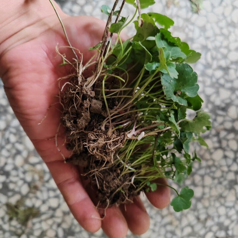 猫爪草种子新鲜新货猫爪三散草苗种苗苔藓保鲜冬季不死苗耐寒植物 30