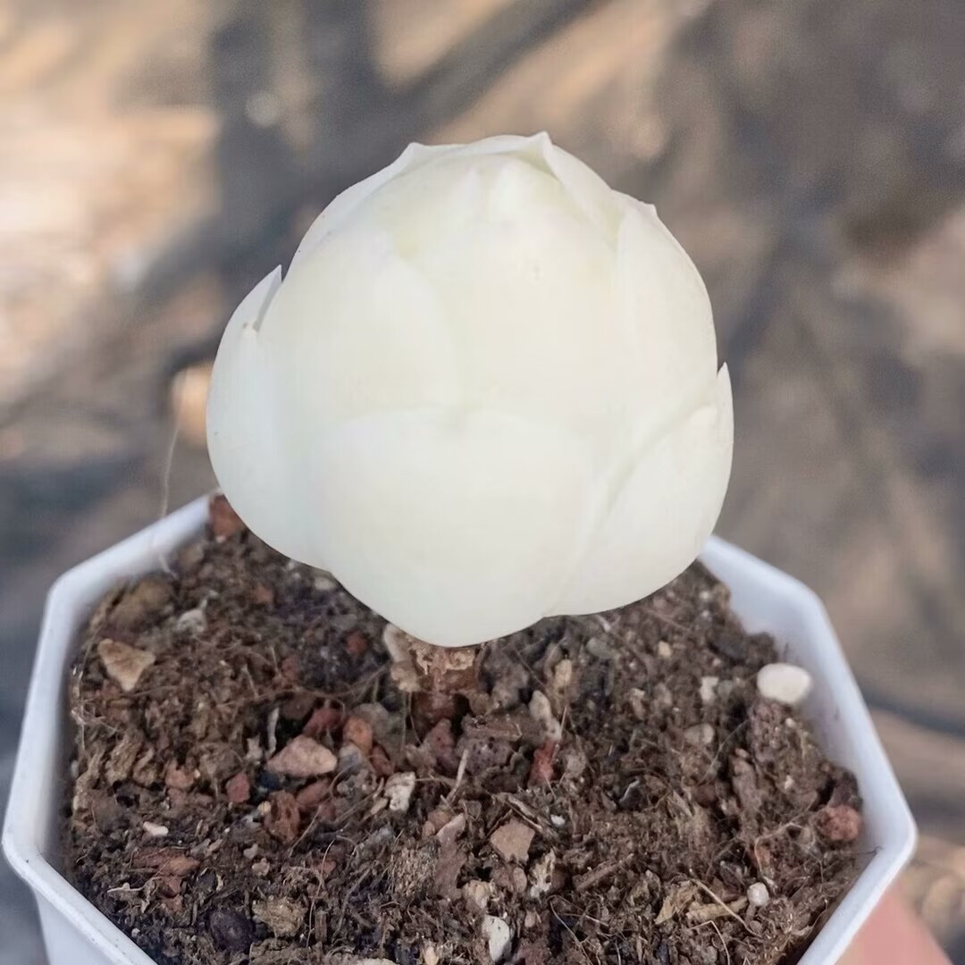 clcey高档新品稀有品种多肉植物奶油鸡蛋玫瑰室内阳台美观盆栽绿植