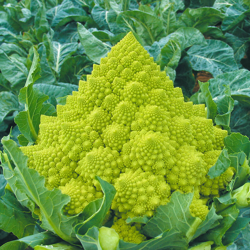 罗马宝塔菜种子 高产花椰菜花菜种籽 四季春季农家蔬菜孑 罗马宝塔20