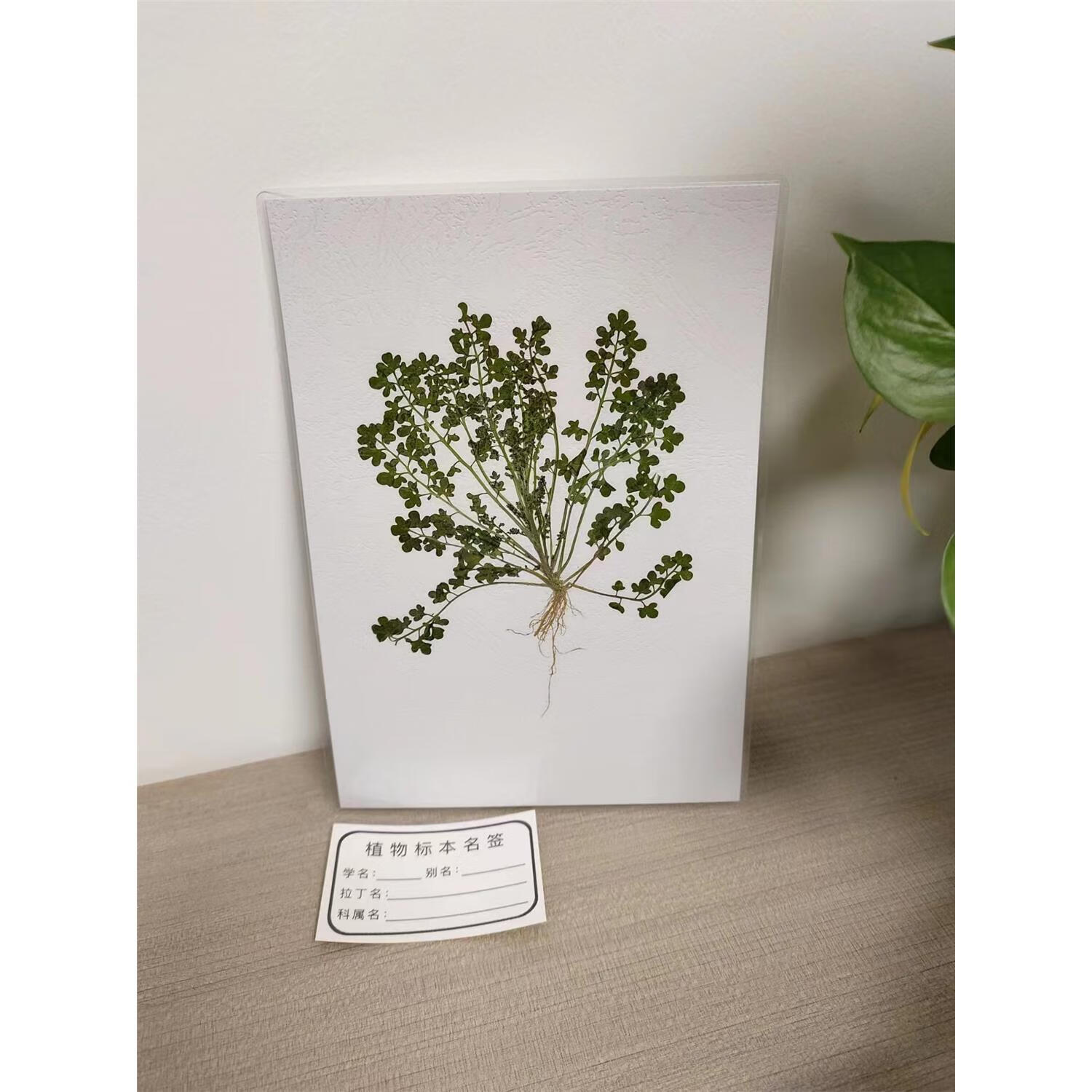 多种整株根植物草本植物标本展示腊叶标本教学认知教具a5大小塑封