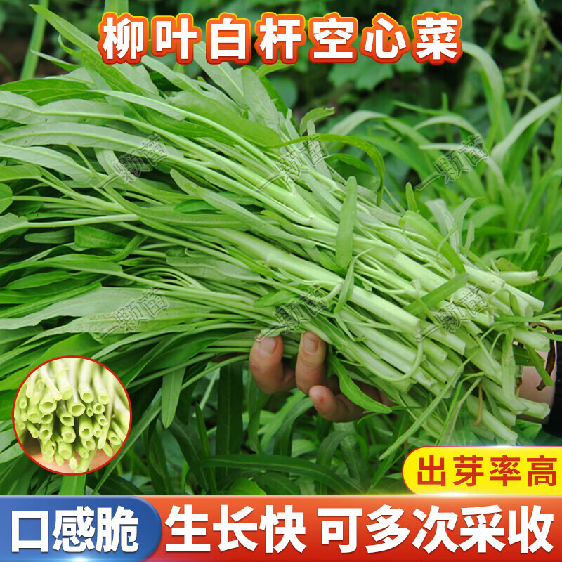 四季白桿柳葉空心菜種籽水培細(xì)葉白梗竹葉空心菜種子青菜蔬菜種籽 柳葉白桿空心菜原裝8袋（約720粒
