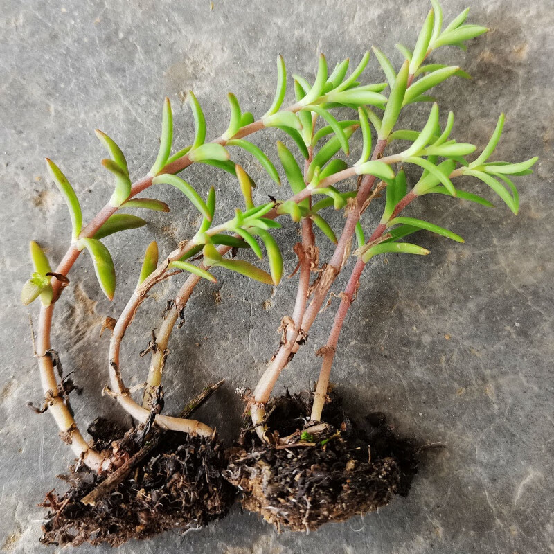 clcey养肝草草垂盆草正宗野生现采中药材三叶佛甲草 6棵(带泥发货)