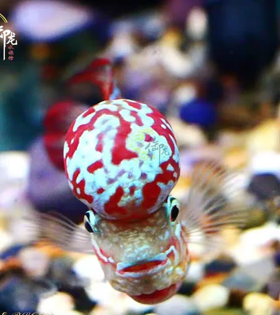 泰国进口金花罗汉鱼 火凤凰亚成古典幻彩泰金爆头热带观赏鱼活体 金花