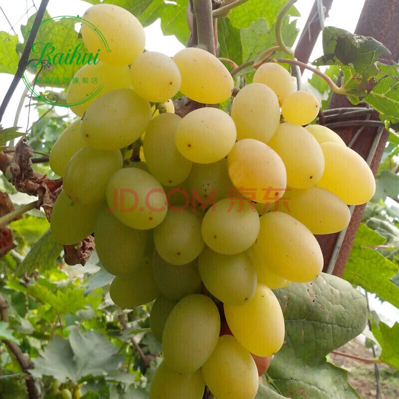 苗果树苗嫁接葡萄苗 葡萄树 阳台果树苗 地栽盆栽果树苗 白牛奶葡萄
