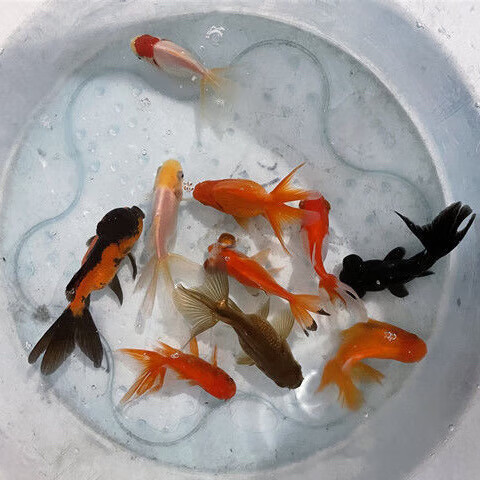 墨一观赏鱼黑龙睛红龙睛小金鱼红狮头鱼鹤顶红好养耐活蝶尾龙睛冷水鱼