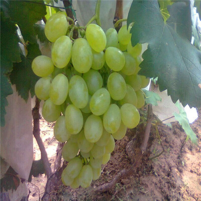 新疆吐鲁番青提子树苗无籽白葡萄白鸡心葡萄果树无核白鸡心葡萄苗 四
