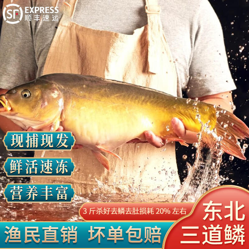 源外园东北冷水三道鳞鱼大鲤鱼整条鲜活速冻无磷鲤鱼裸鲤框镜鱼 3斤杀