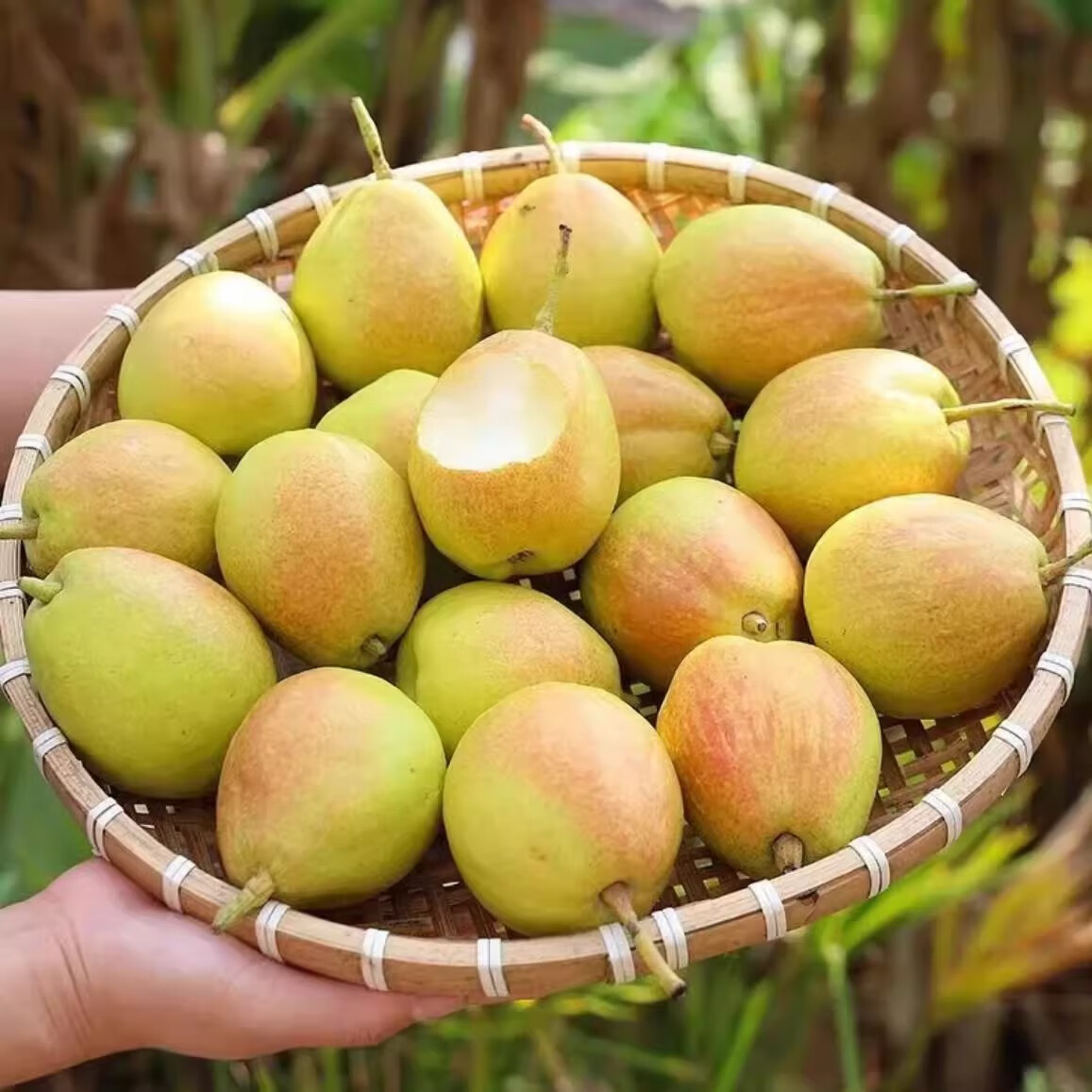 绿熊庄园正宗新疆库尔勒香梨酥脆甜梨子新鲜水果应季时令果蔬节日送礼整箱 一级果20枚装 单果100g+礼盒装