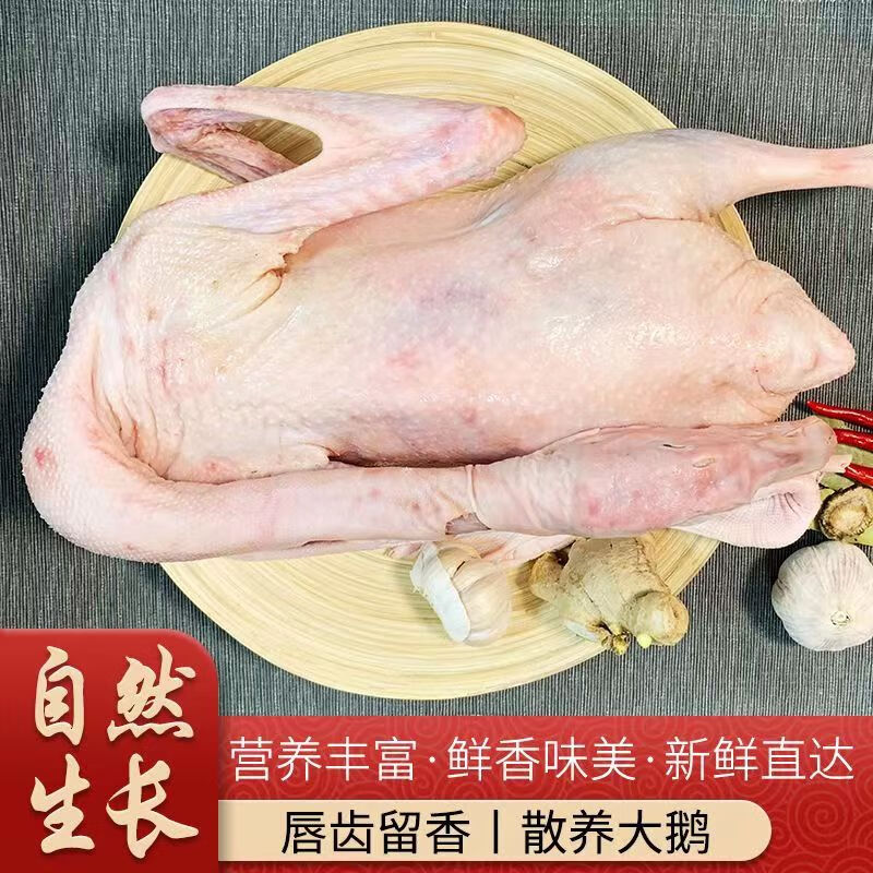 京鲜送老鹅散养青年鹅大公鹅土鹅农家整只新鲜鹅肉活鹅 3年老鹅7斤