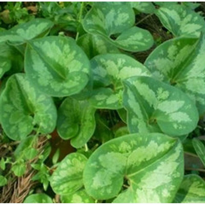 花叶细辛花脸细辛花面细辛马蹄细辛盆栽地栽中草药 细辛2棵 不含盆