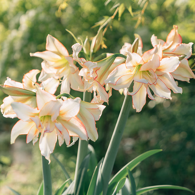 塔莎的花园朱顶红重瓣种球地栽球根花卉植物阿弗雷花孔雀源头直发包邮 滑稽演员 直径7-8cm国产 其他