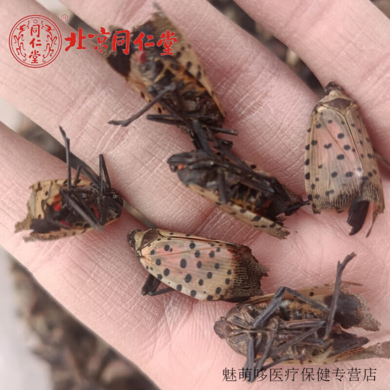 北京同仁堂 椿蹦斑衣蜡蝉灰花蛾椿皮蜡蝉花蹦蹦椿树蜡蝉樗鸡干品药材
