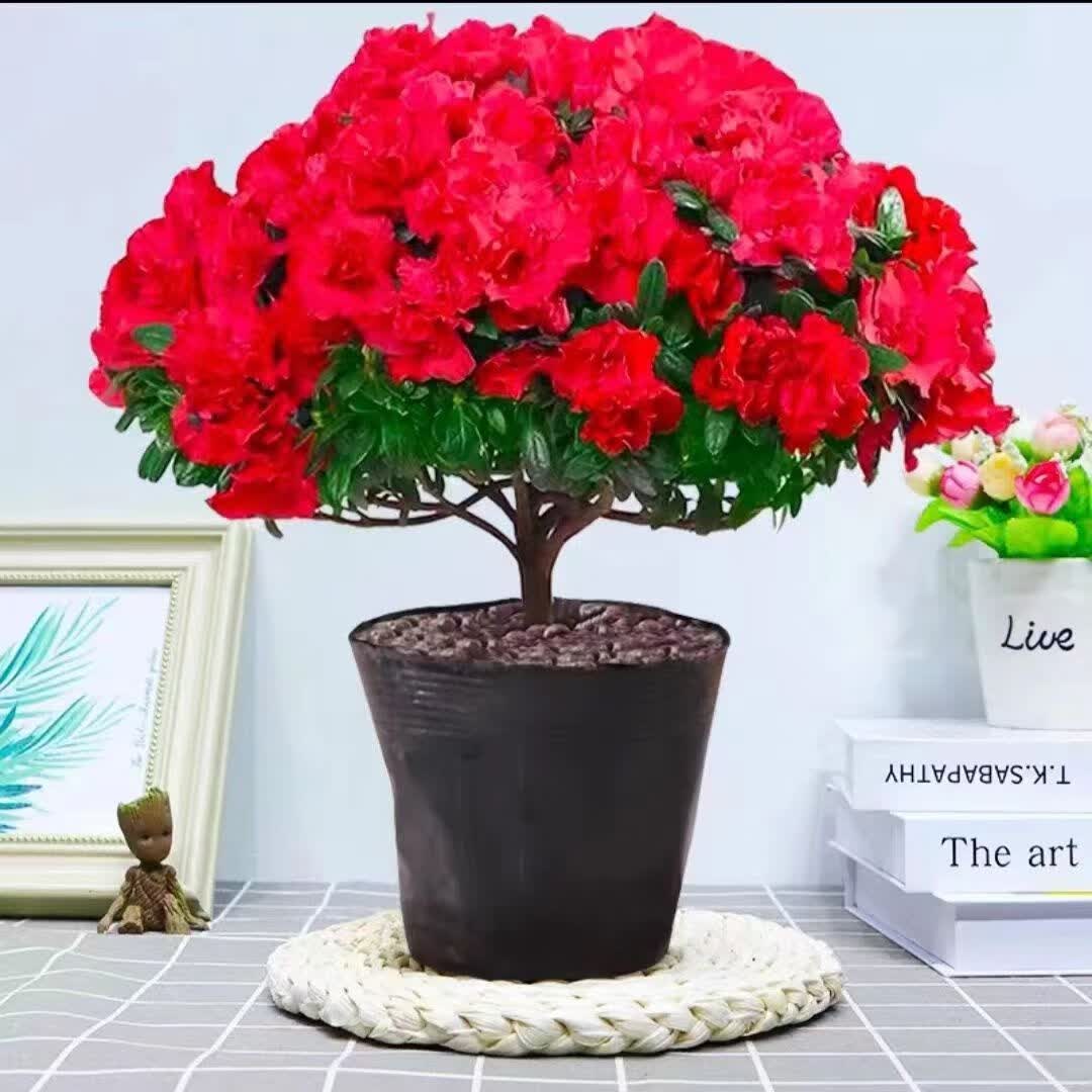 锁季【四季开花】杜鹃花盆栽西洋杜鹃带花苞室内阳台花卉绿植 四季