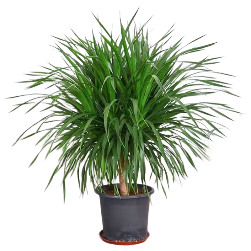 ��֮����������Ѫ��������ֲ�������������˶�ͷ70-80cm������ Դͷֱ�� 86.9Ԫ