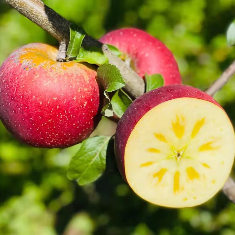 鲸咚亿农盐源冰糖心丑苹果四川大凉山糖心丑苹果脆甜新鲜水果年货礼盒 9.5-10斤大果精选带箱净重8.6斤