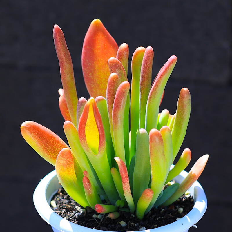 雨花蝶火狐狸老桩多肉植物盆栽多肉花卉组合室内植物肉肉植物云南直发