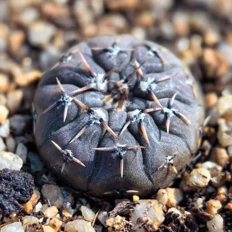 zkhe仙人球盆栽开花实生花刺怪龙丸仙人球开花强刺精品裸萼球属多肉