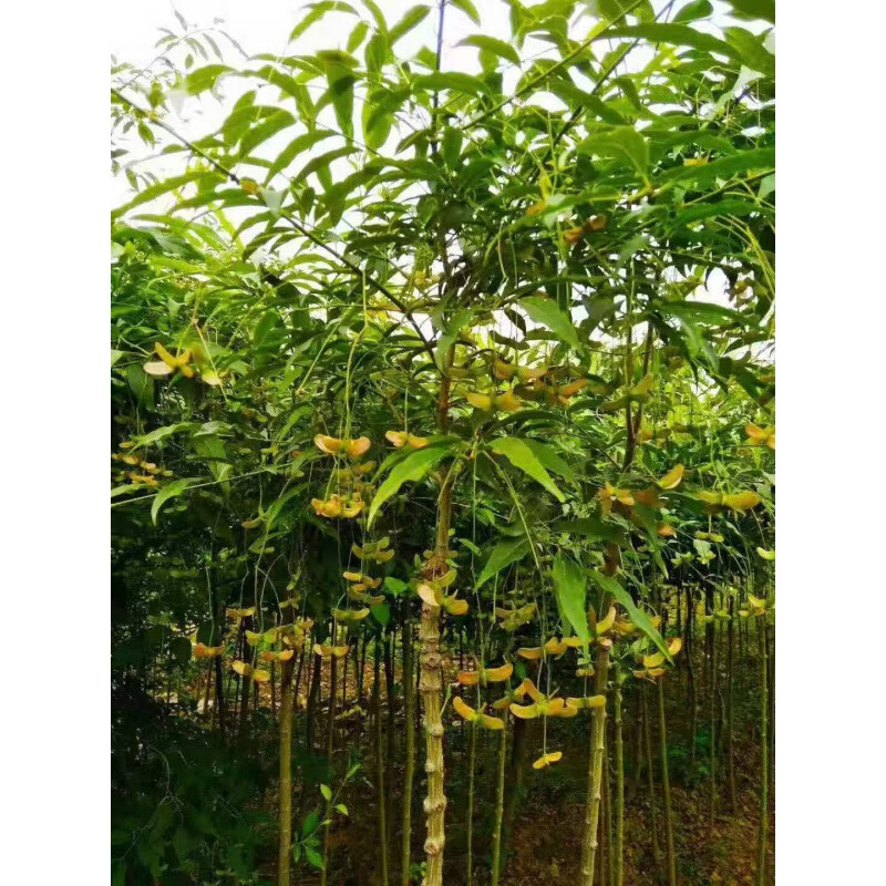 姒桀金丝吊蝴蝶树苗陕西大叶卫矛摇钱树苗原生嫁接金线吊蝴蝶苗调蝴蝶