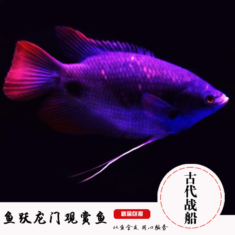 鱼热带观赏鱼 古代战船鱼 红尾鱼龙鱼配鱼财神鱼活体 14-16cm古代战船