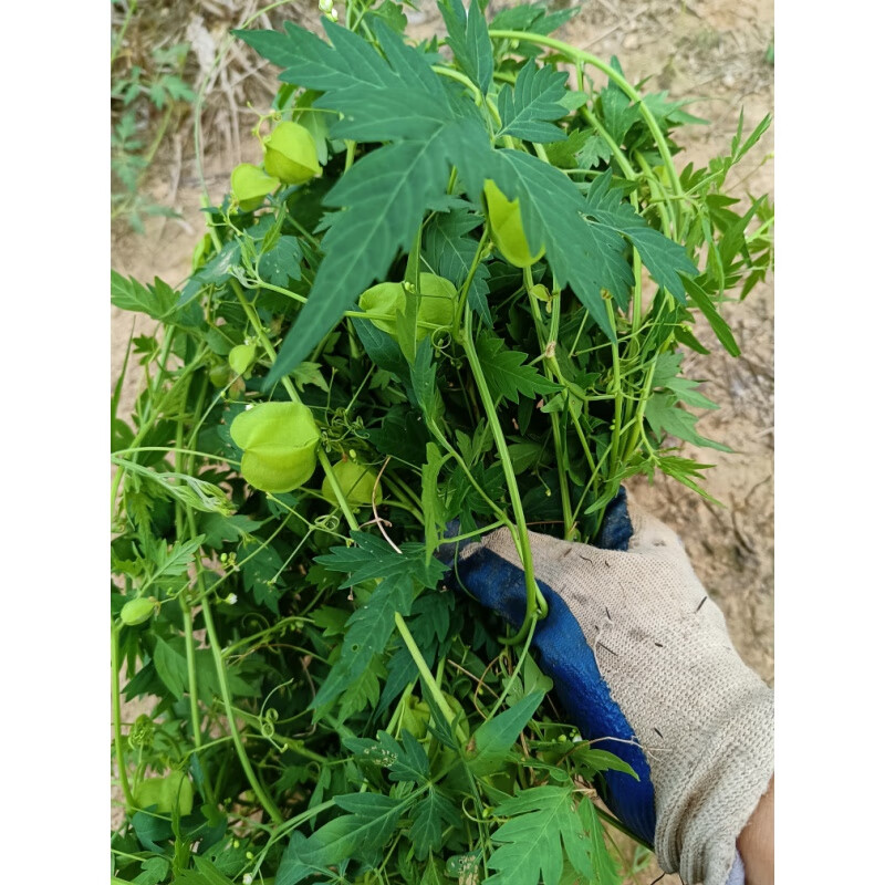 大山新鲜倒地铃灯笼草鬼灯笼包袱草假苦瓜风船葛带藤