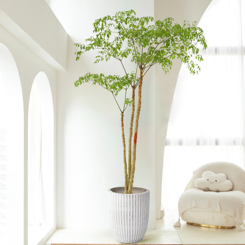 幌伞枫幸福树 盆栽大型绿植室内落地植物公司办公室客厅送礼植物 高1.