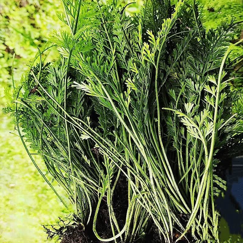 贵州中草药材青丝还阳定草根倒生莲盘龙莲长生铁角蕨树林珠新鲜 新鲜