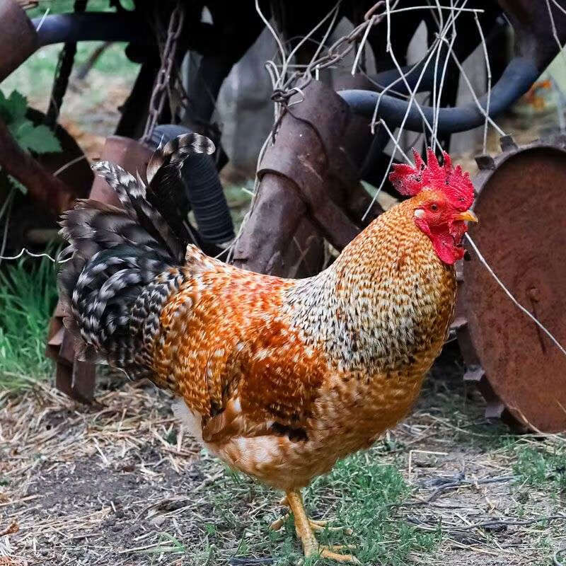 金芦花鸡苗半斤汶上县芦花鸡幼苗散养土鸡白芦花观赏小鸡活苗 纯种金