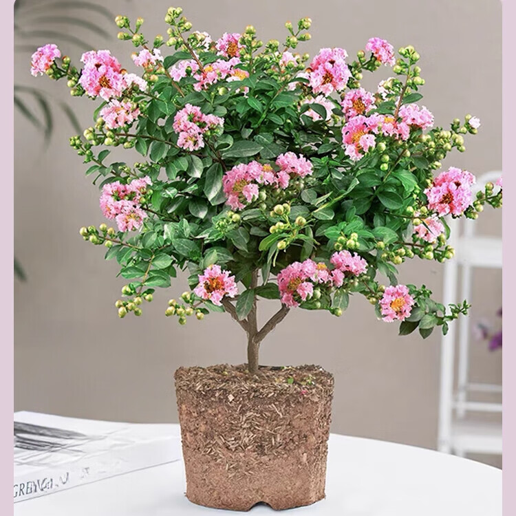 Ҽֲ��ޱ����������С����������̨����ľ�������辰ͥԺ��԰������ֲ ����ޱ���硿35-45cm2�� -������ ����